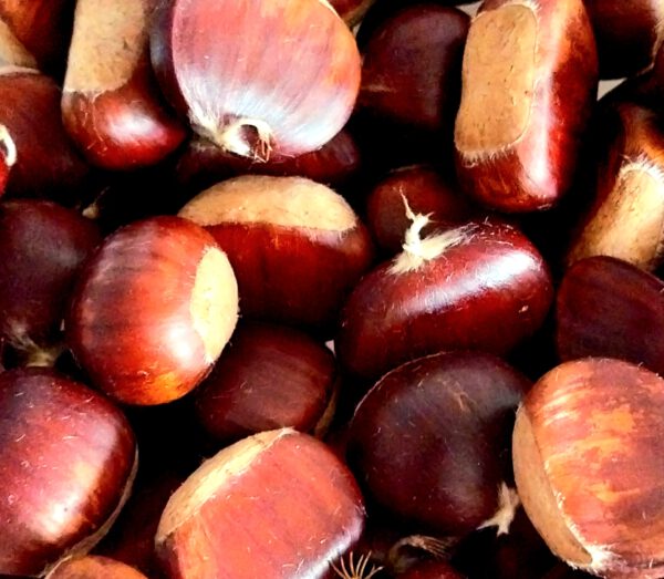 Esskastanien